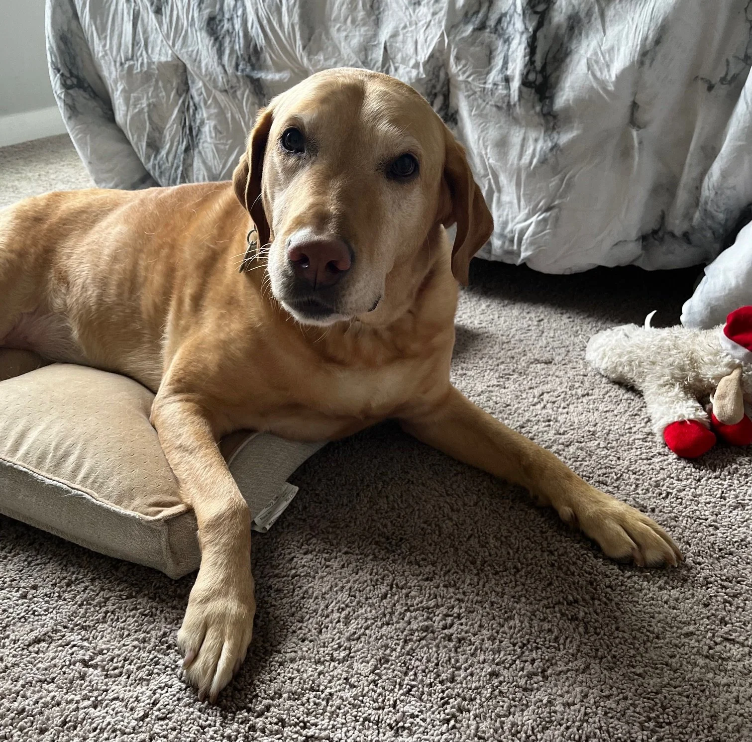 Labrador retriever lying on a beige dog bed in a room with carpeted floor, looking at the camera, with a white stuffed animal nearby.