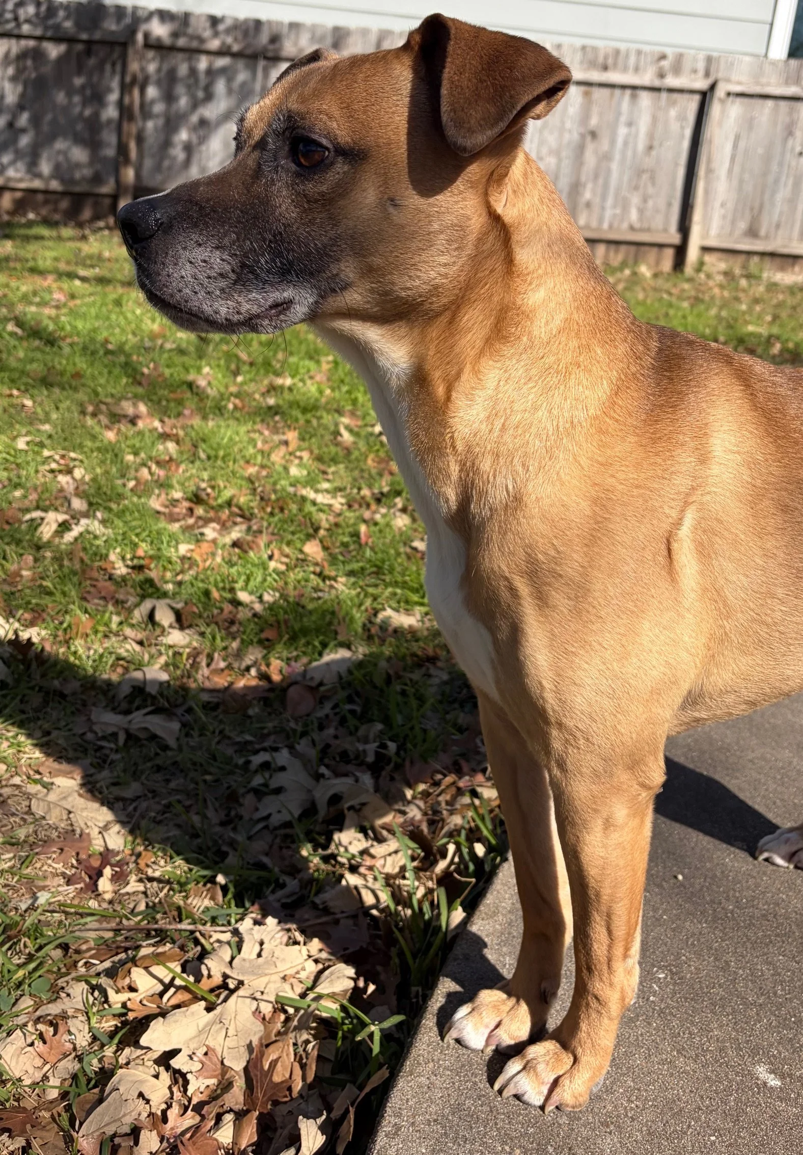 A brown dog with black markings on its face, standing outdoors on a concrete walkway beside a grassy yard with fallen leaves and a wooden fence in the background.