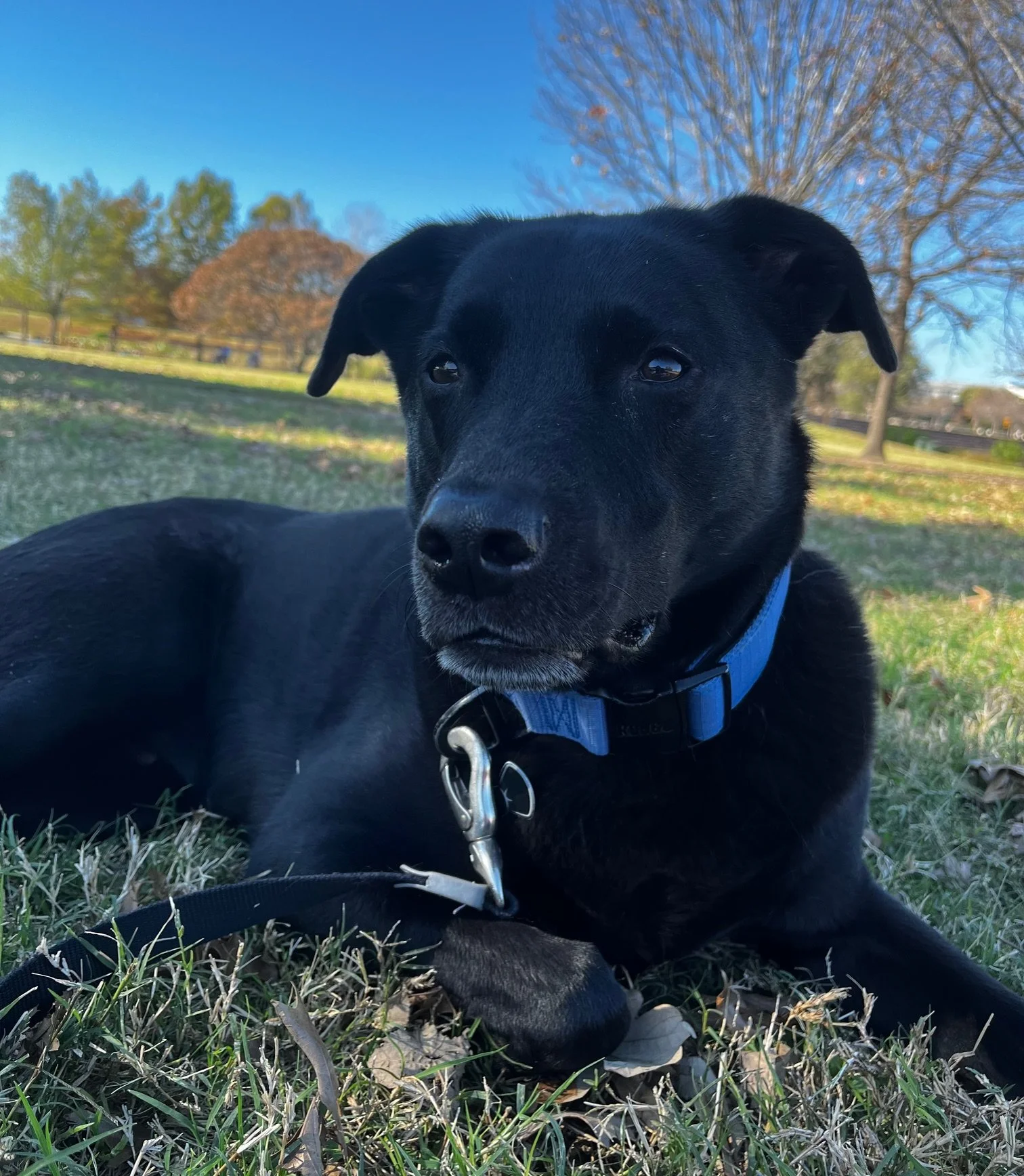 A black dog with a blue collar lying on grass in an outdoor park setting with trees and a clear blue sky in the background.