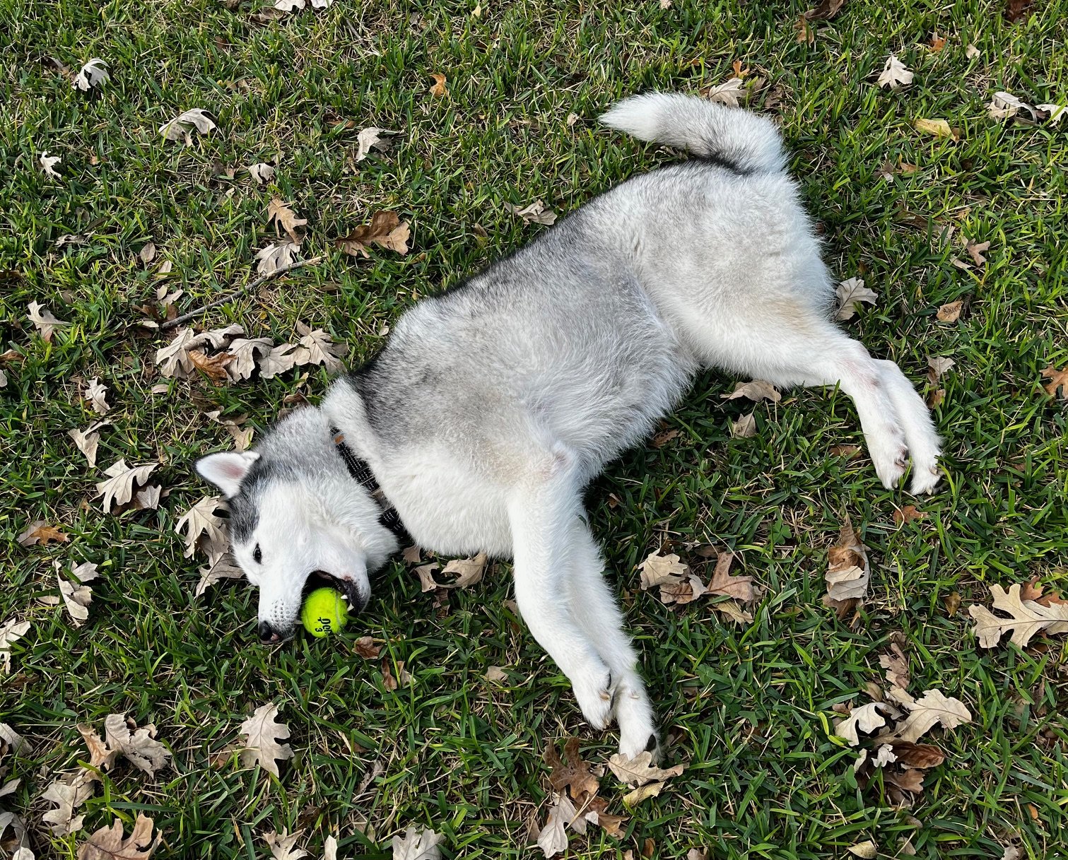 A husky dog lying on its side on grass with scattered dry leaves, holding a green tennis ball in its mouth.