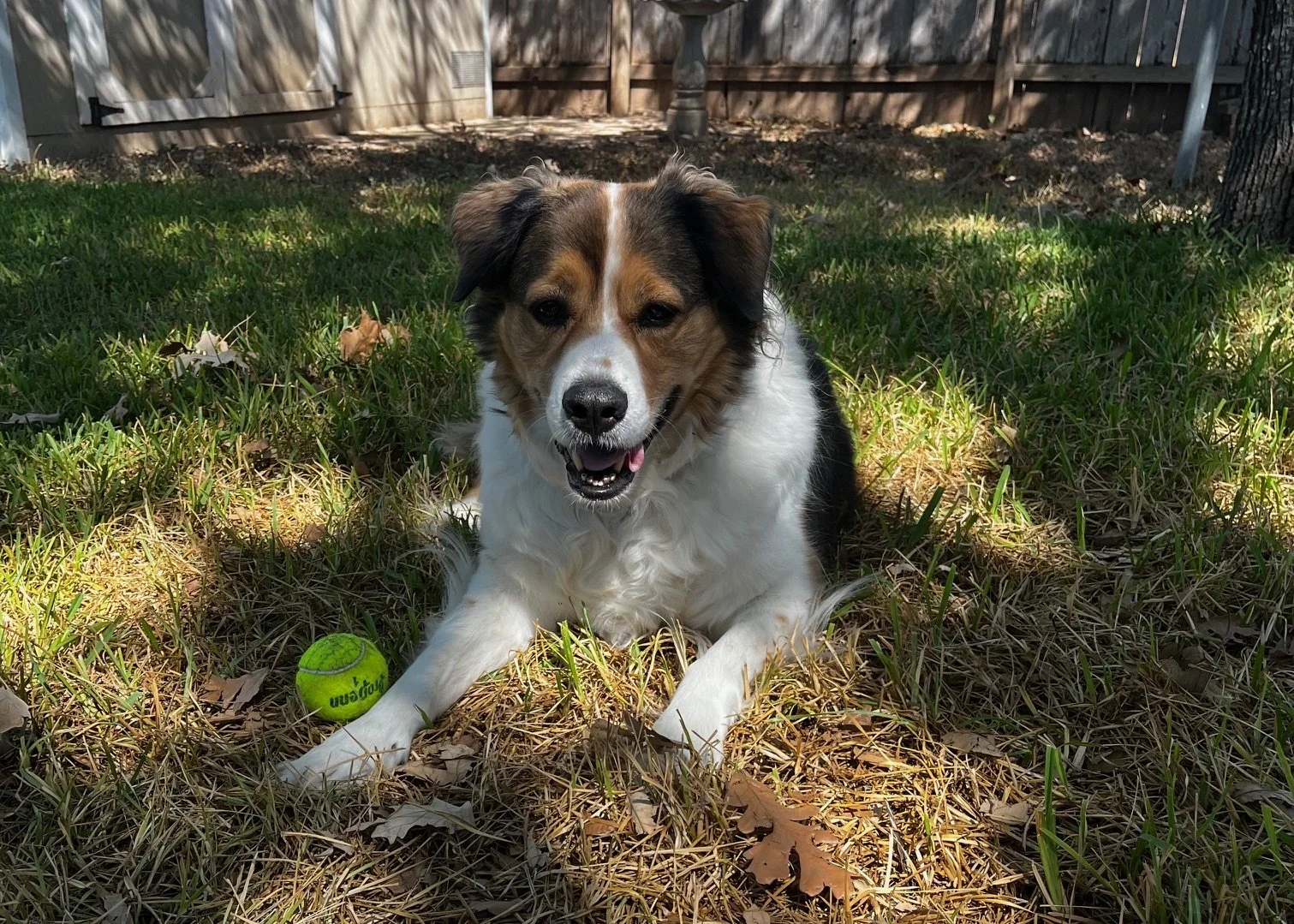 A joyful dog lying on grass with a tennis ball nearby in a backyard.