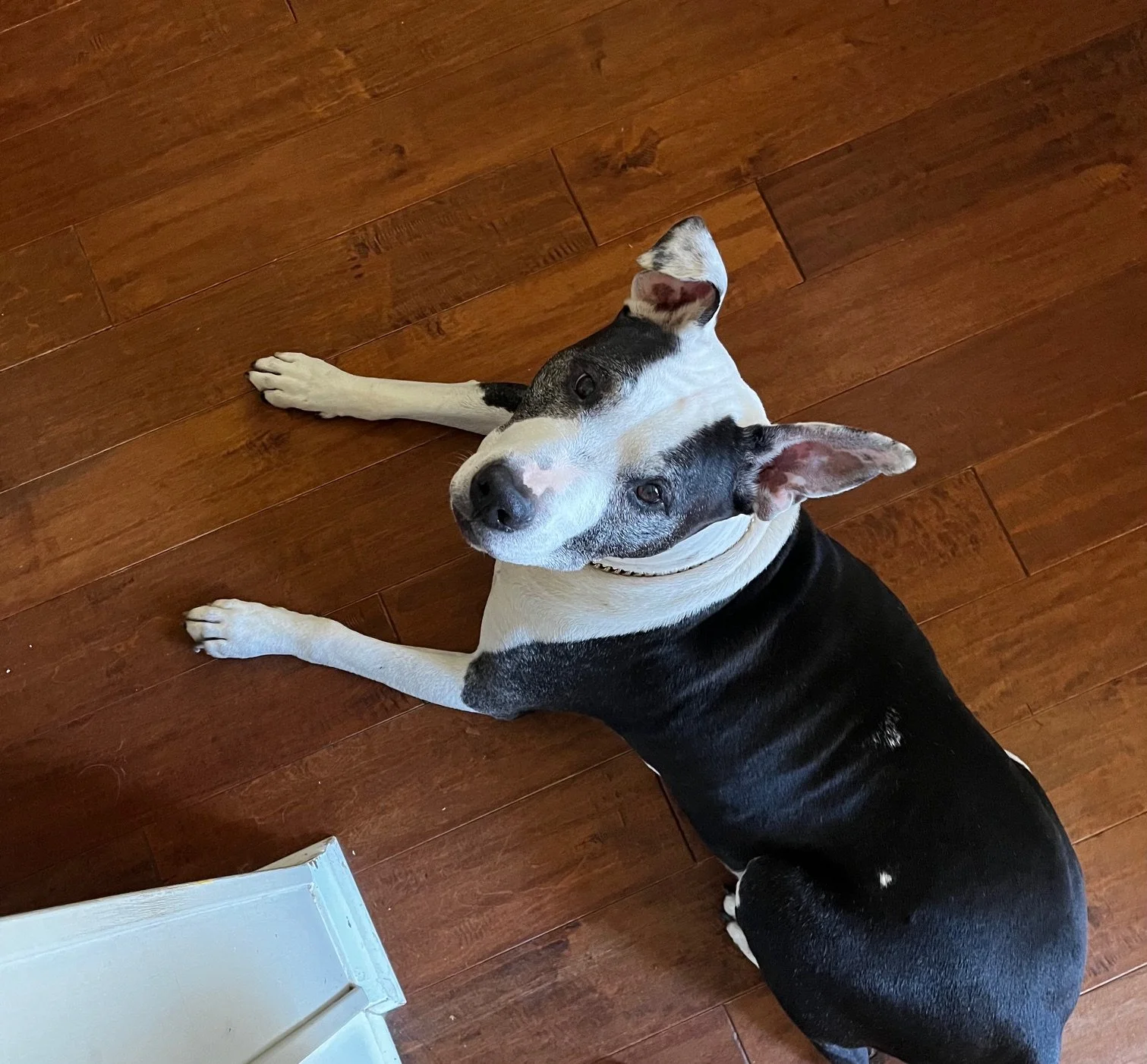 A black and white dog lying on a hardwood floor, looking up at the camera with a happy expression.