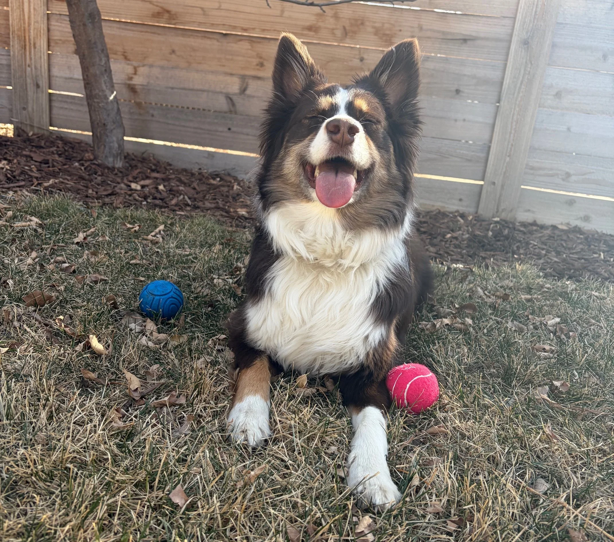 Happy dog, possibly an Australian Shepherd, lying on grass with two balls, one blue and one red, in a fenced yard.