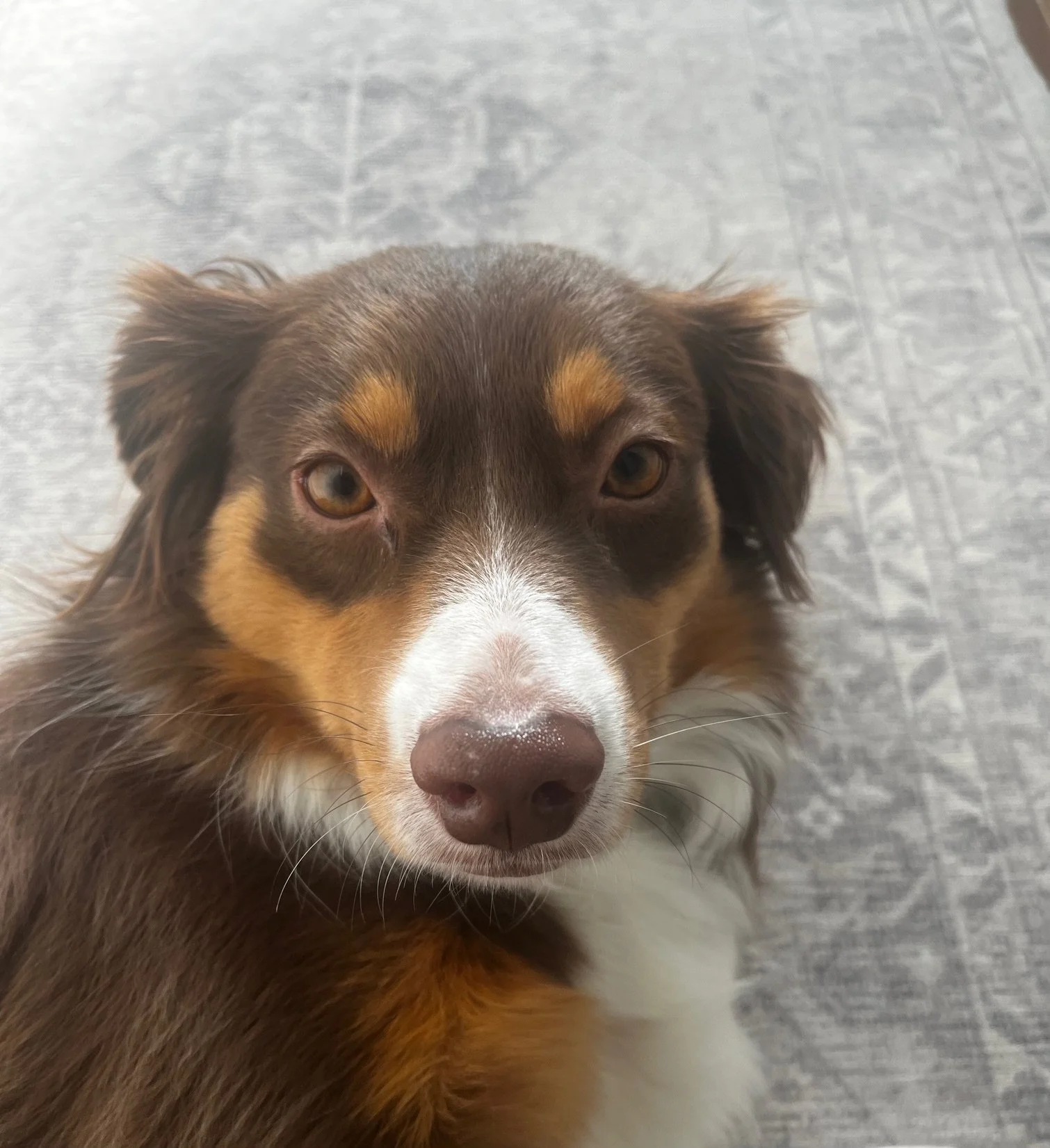 Close-up of an Australian Shepherd dog with brown, white, and tan fur looking at the camera, lying on a gray textured surface.
