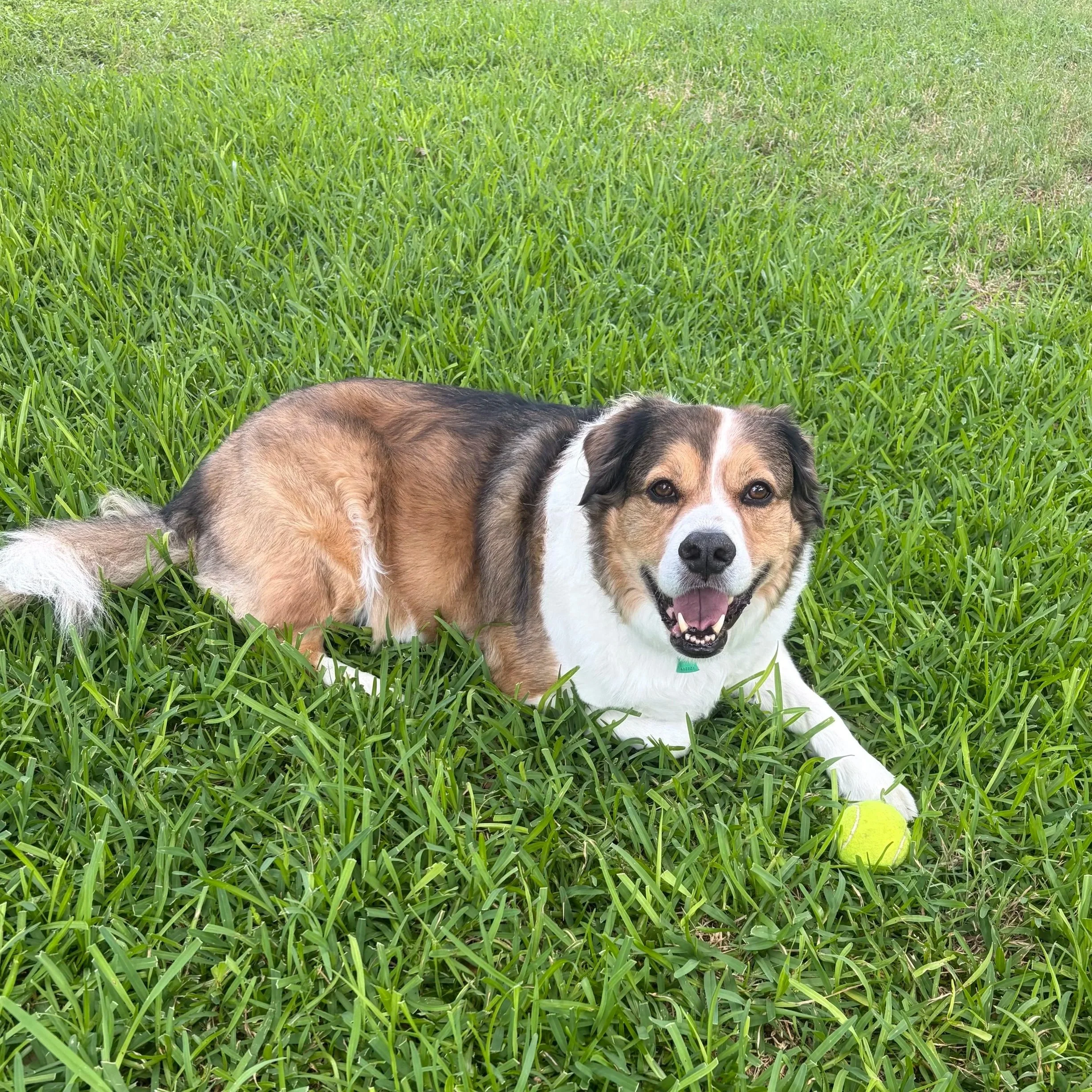 A dog lying on green grass with a tennis ball.