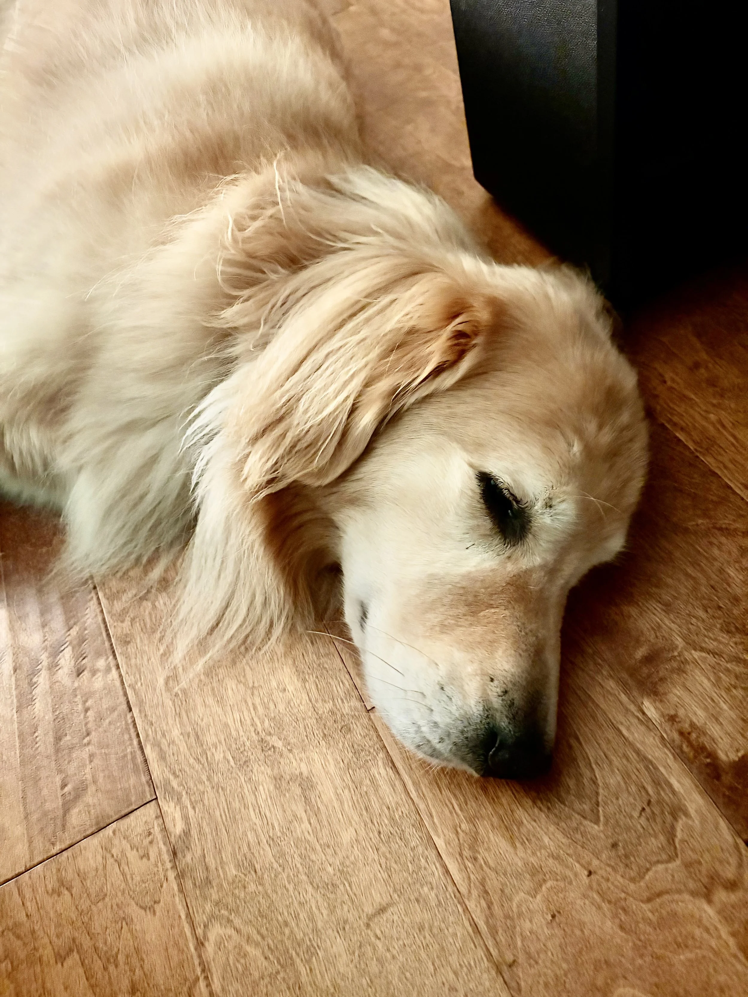 A peaceful golden retriever lying on a wooden floor with eyes closed.