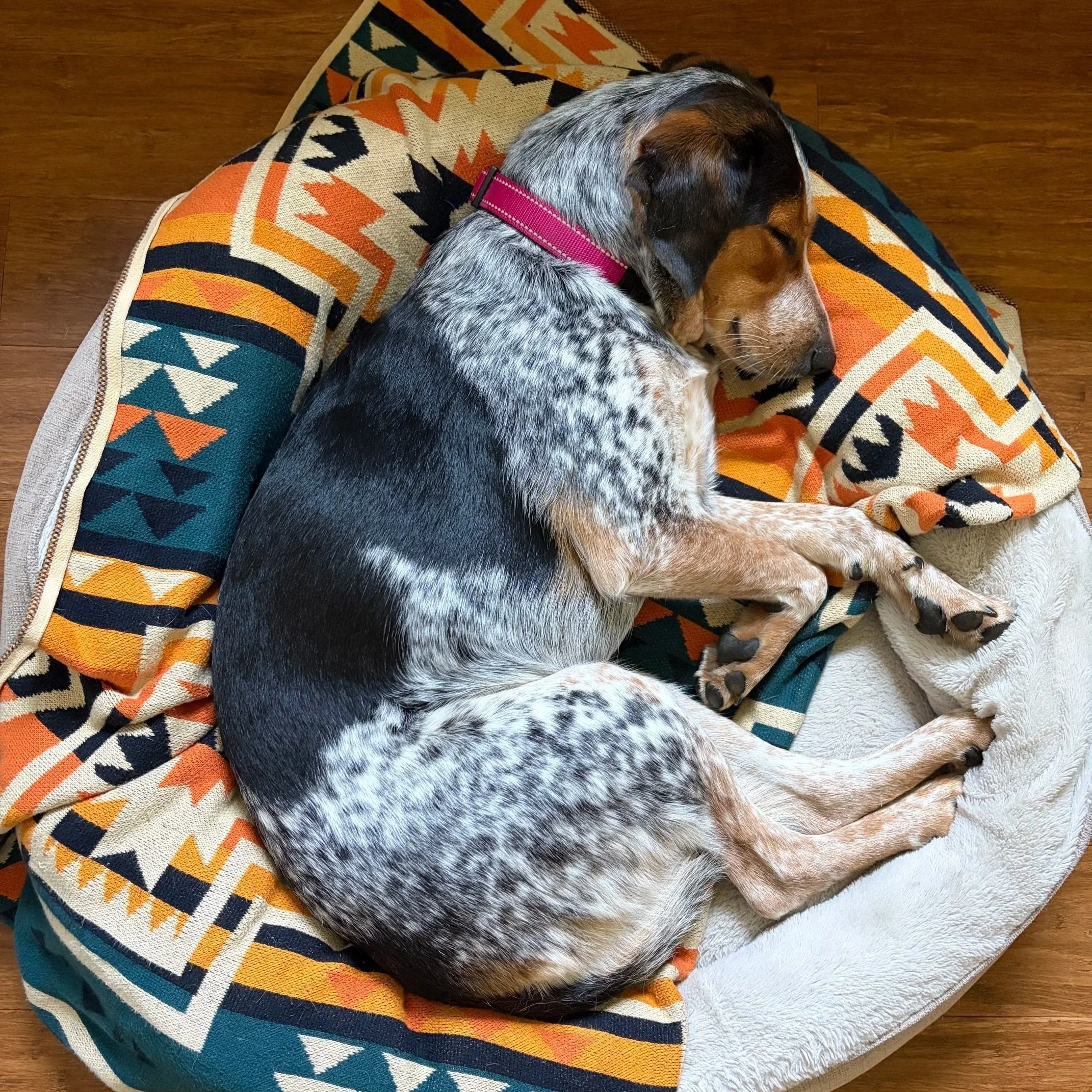 A dog with a black, white, and brown coat, wearing a pink collar, sleeping on a donut shaped bed.