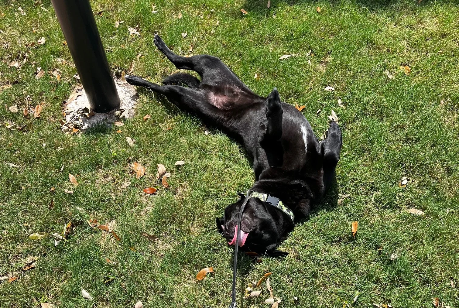 Black dog lying on its back on grass, chewing on its leash with a happy expression.