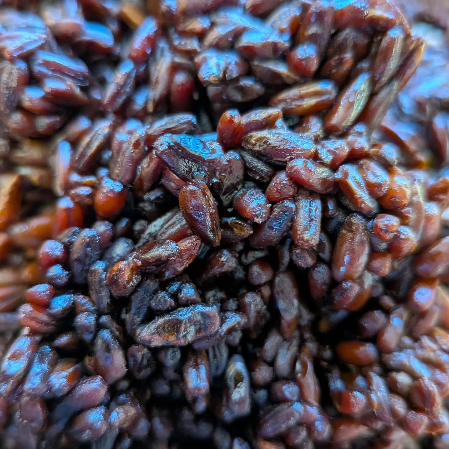 Blackened Rye Grains. This is what happens when you grow koji on rye, then sous vide for a week. This umami bomb will be fermented with salt, then ground into a paste. The flavour sits somewhere between soy sauce and toasted rye bread, rich, savoury 