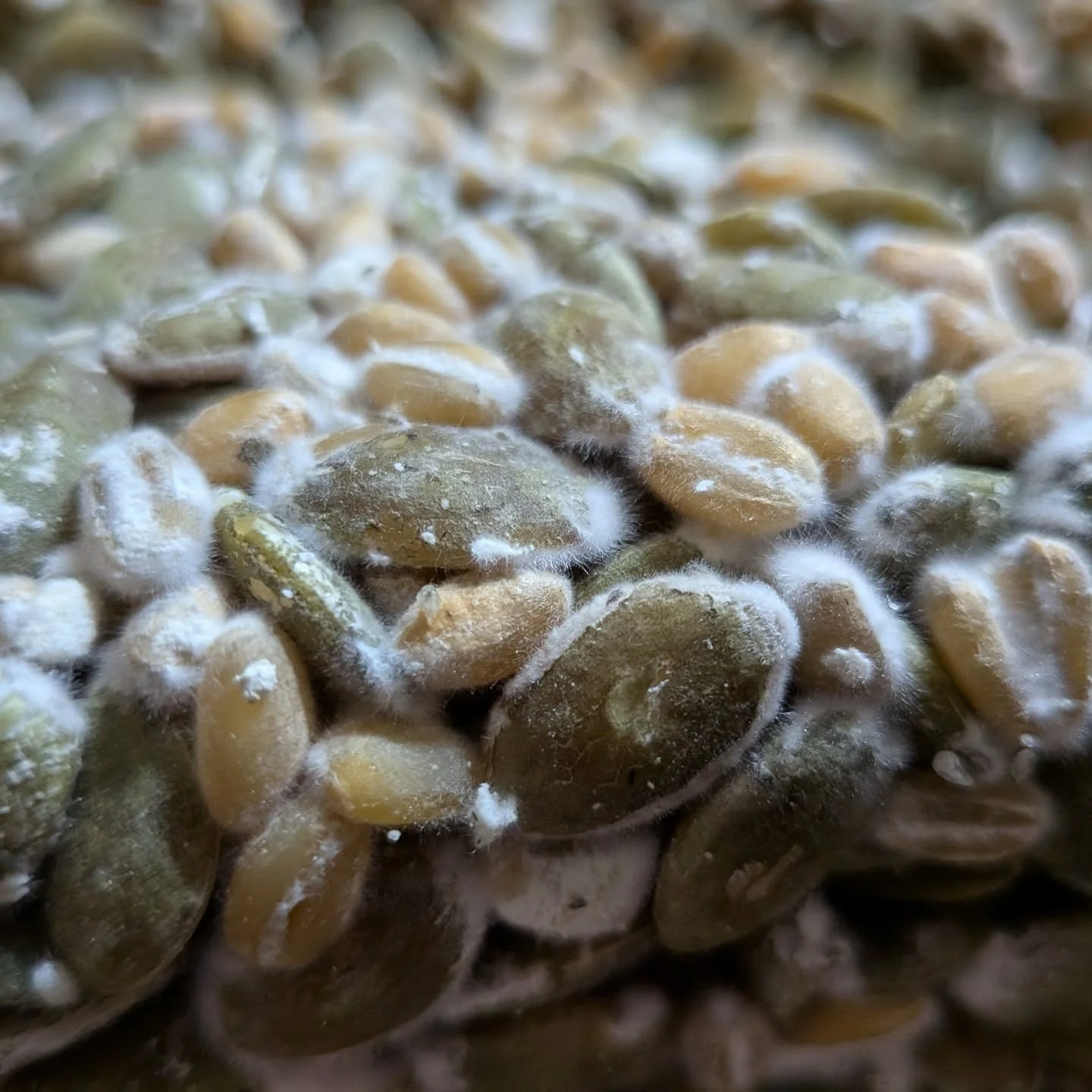 Koji grown on freekeh and pepita seeds. It makes the pepita seeds taste like pistachio!

This batch is heading for a new short term miso, with roast pumpkin, barley, freekeh, and pepita. This low salt miso should be ready in about a month, but alread