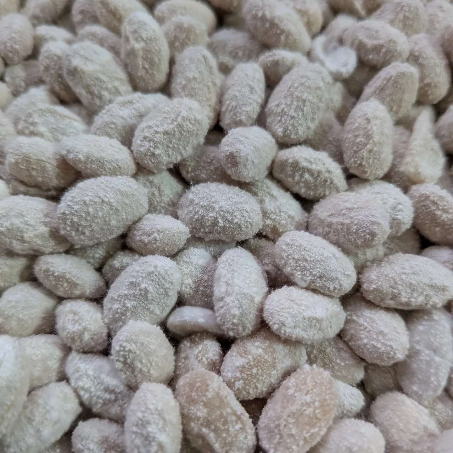 Hishiroku miso koji, grown on Australian soy beans.