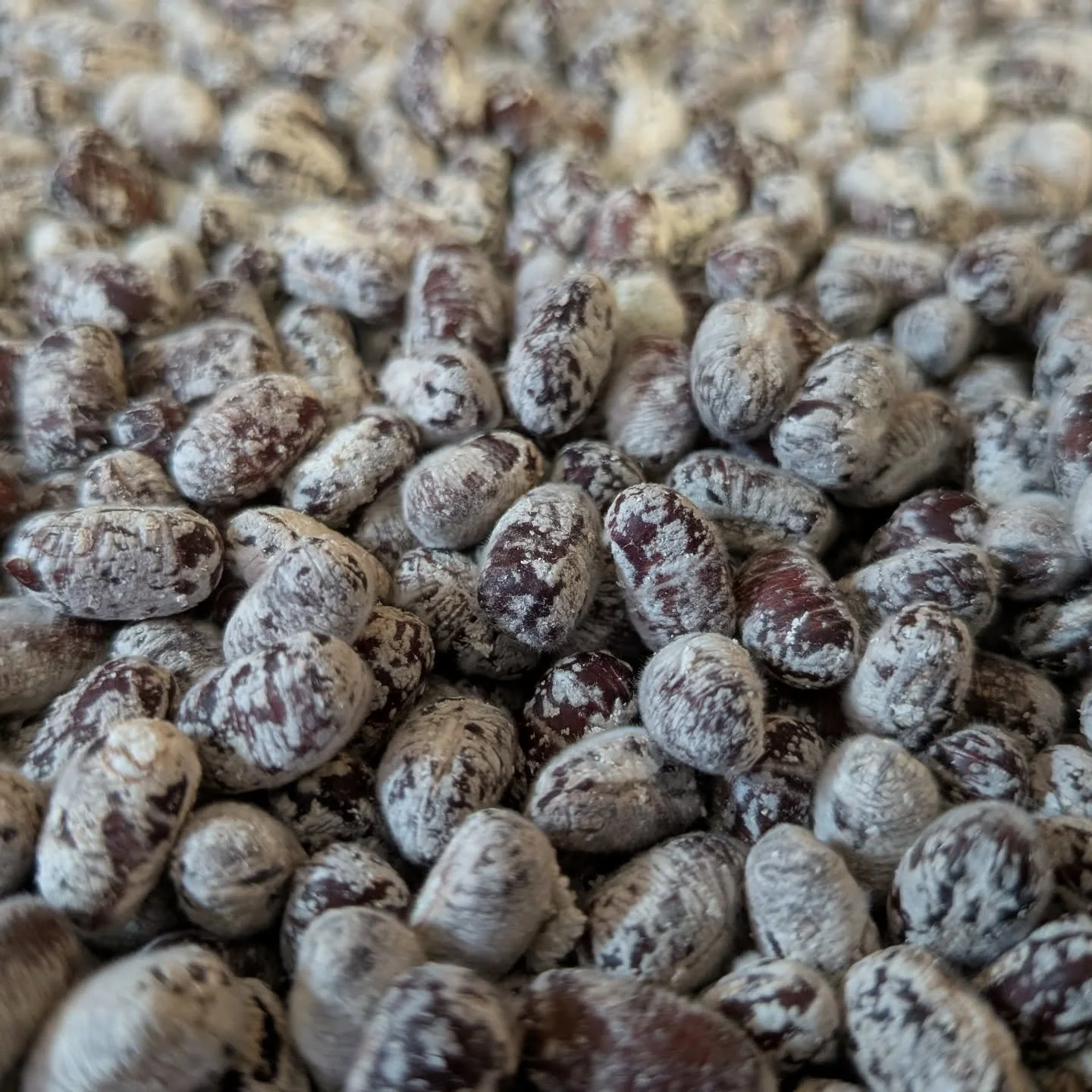 Adzuki bean koji, ready for douchi making.