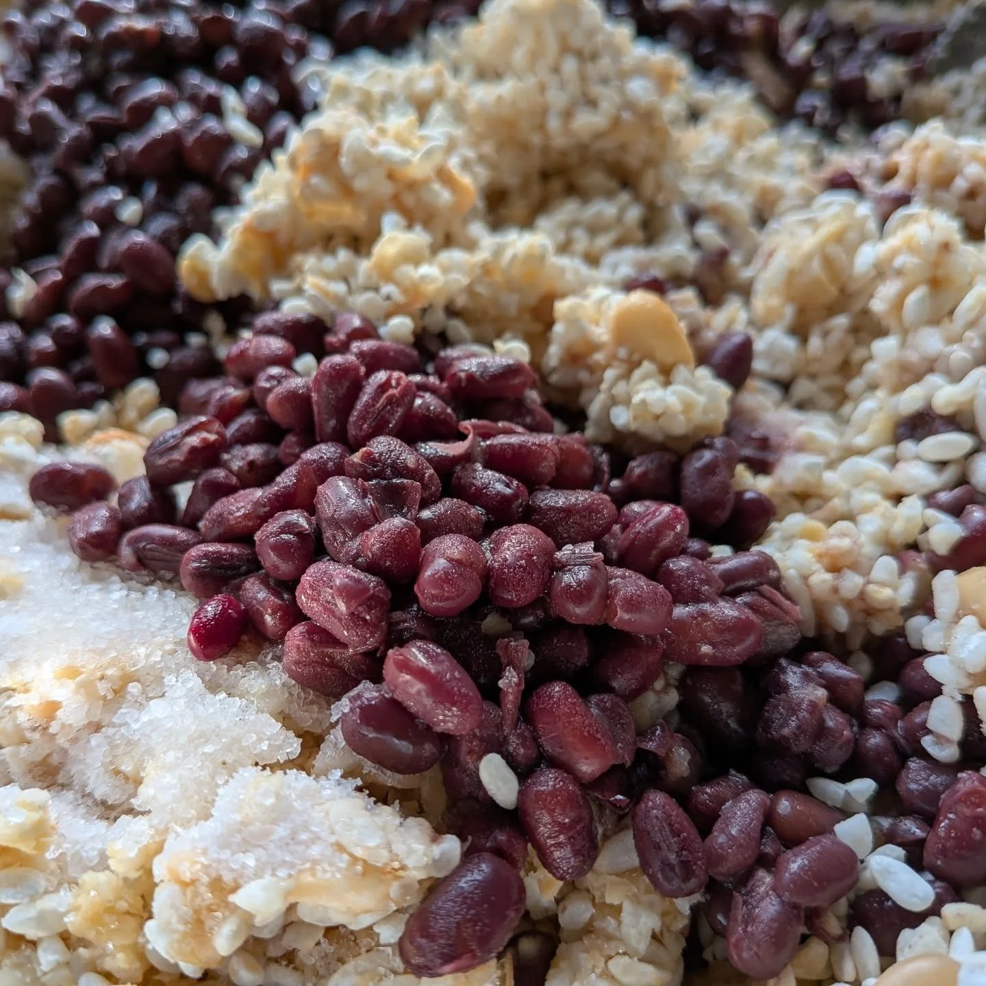 Beautiful adzuki beans, about to be mixed into soy and adzuki miso.