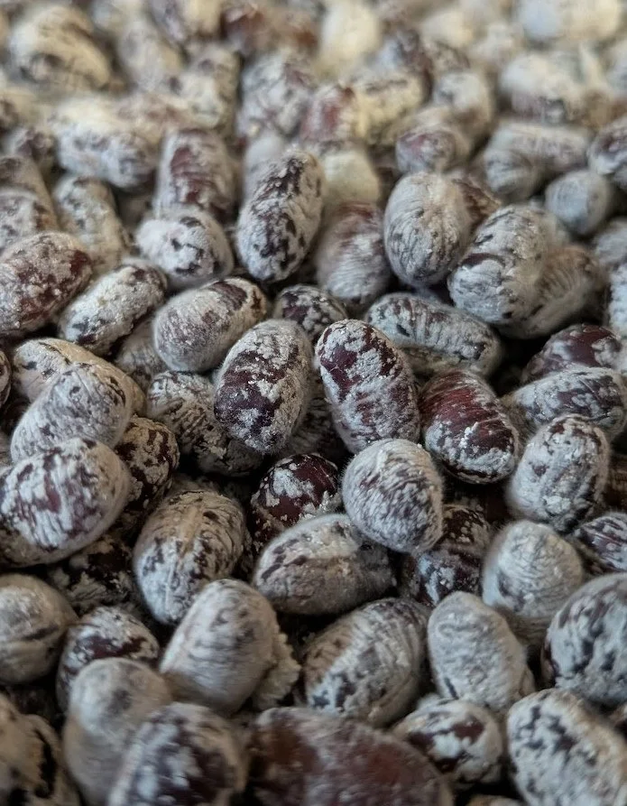 White koji growing on adzuki beans.
