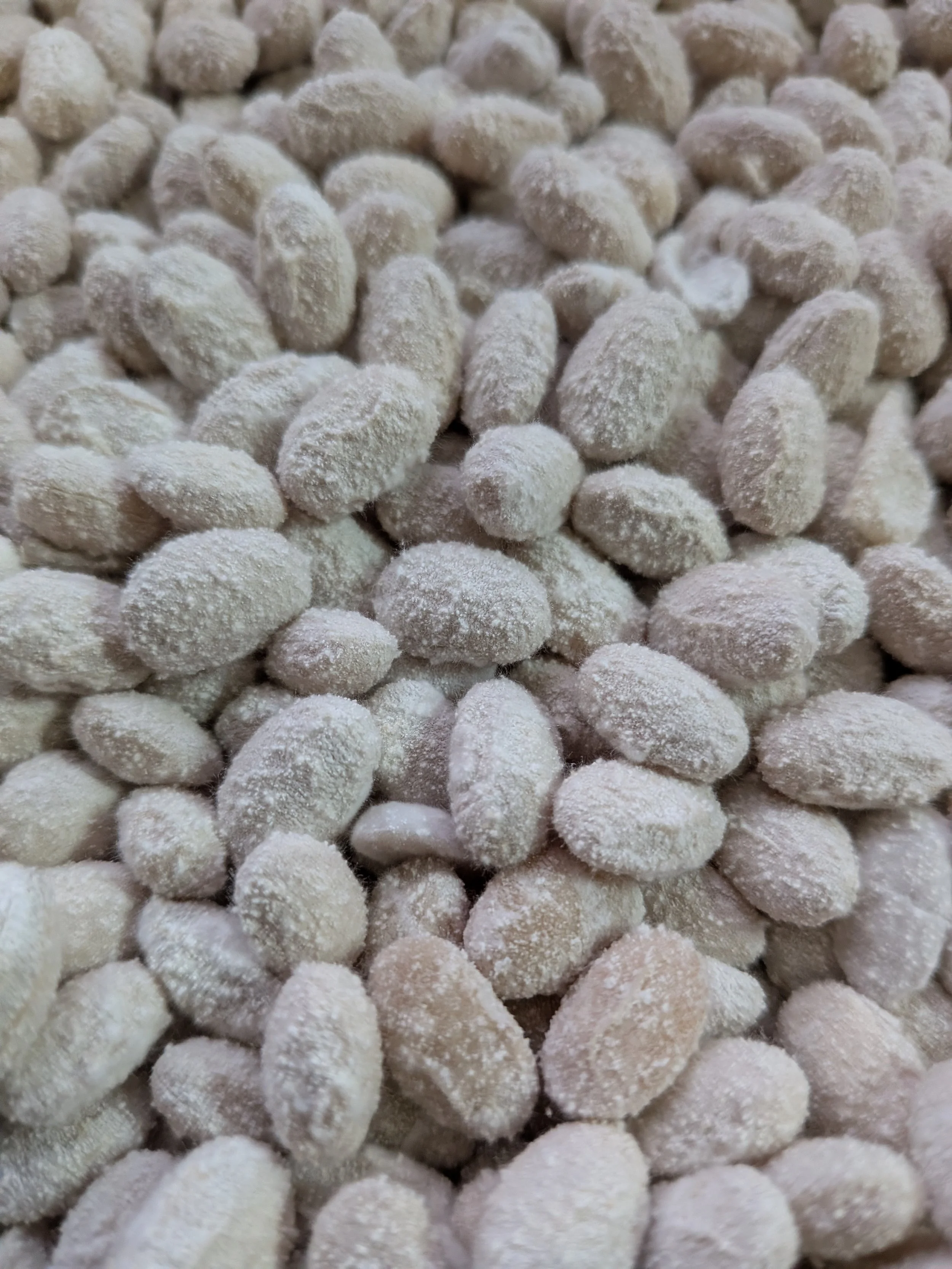 Soybeans with koji mold overgrowth.