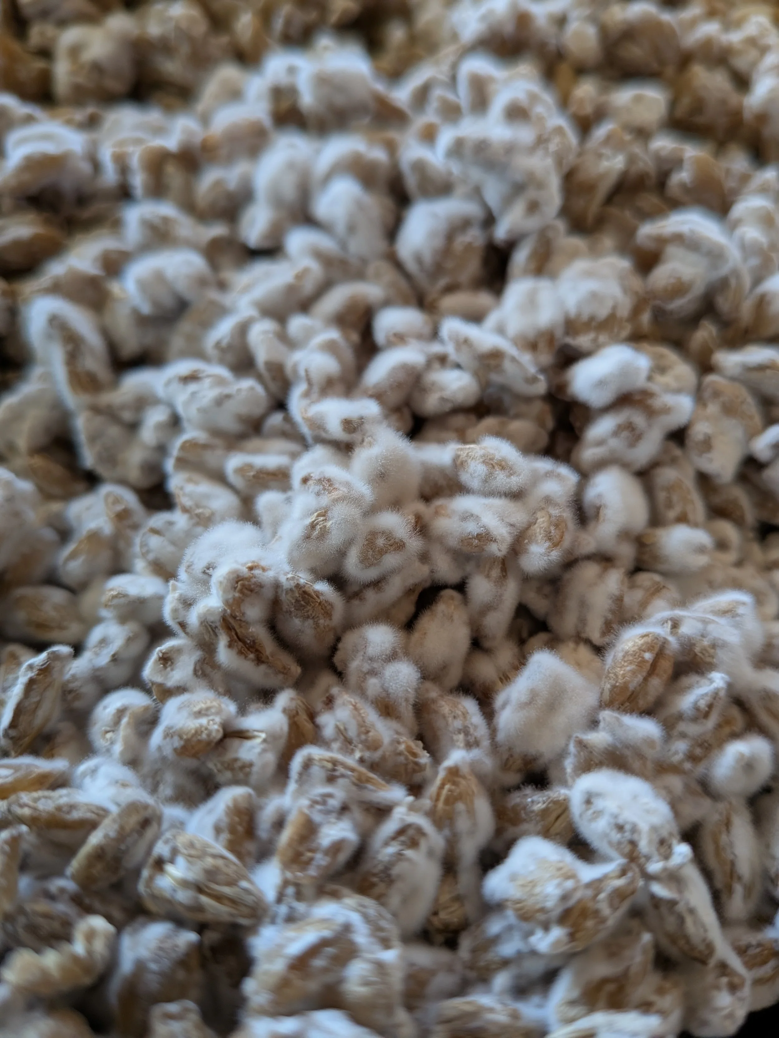 Steamed barley grains with white koji growing on them.