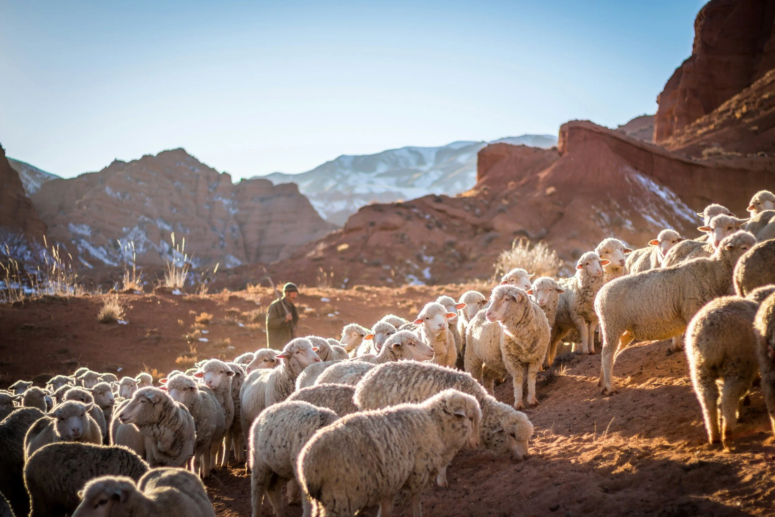 A shepherd tending to a flock of sheep in a mountainous desert landscape during sunrise or sunset.
