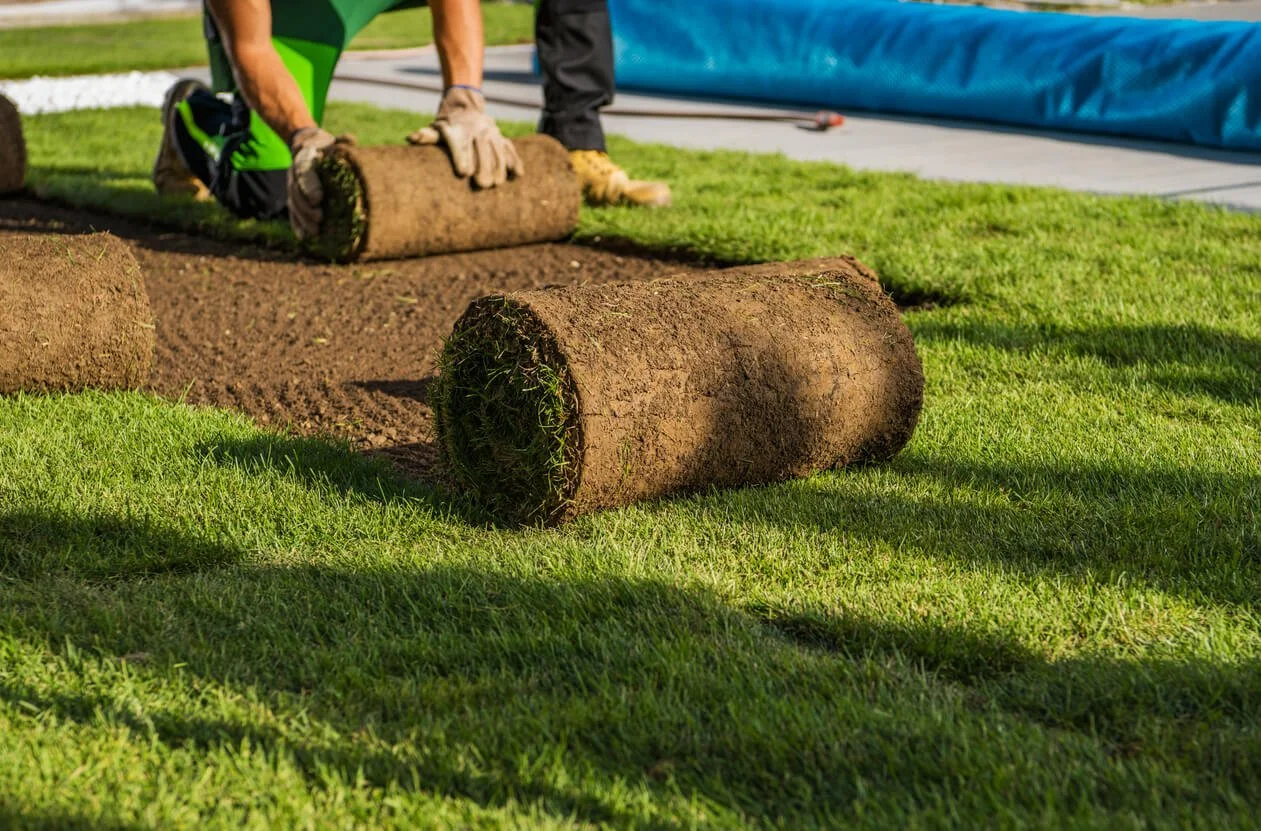 A person laying turf rolls on a lawn in a residential yard, with fresh grass and a blue tarp in the background.