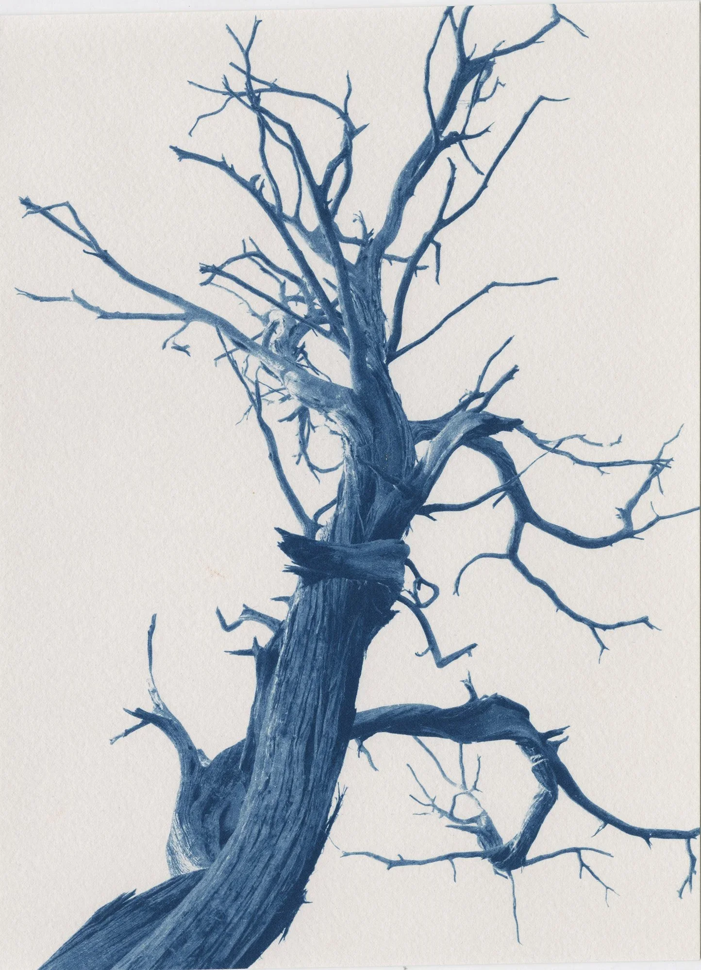 Drawing of a leafless, gnarled tree with many twisting branches, painted in shades of blue on a white background.
