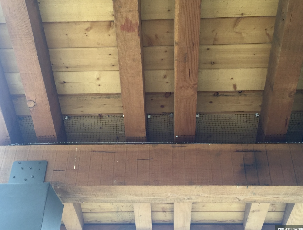 BIRD PROTECTION