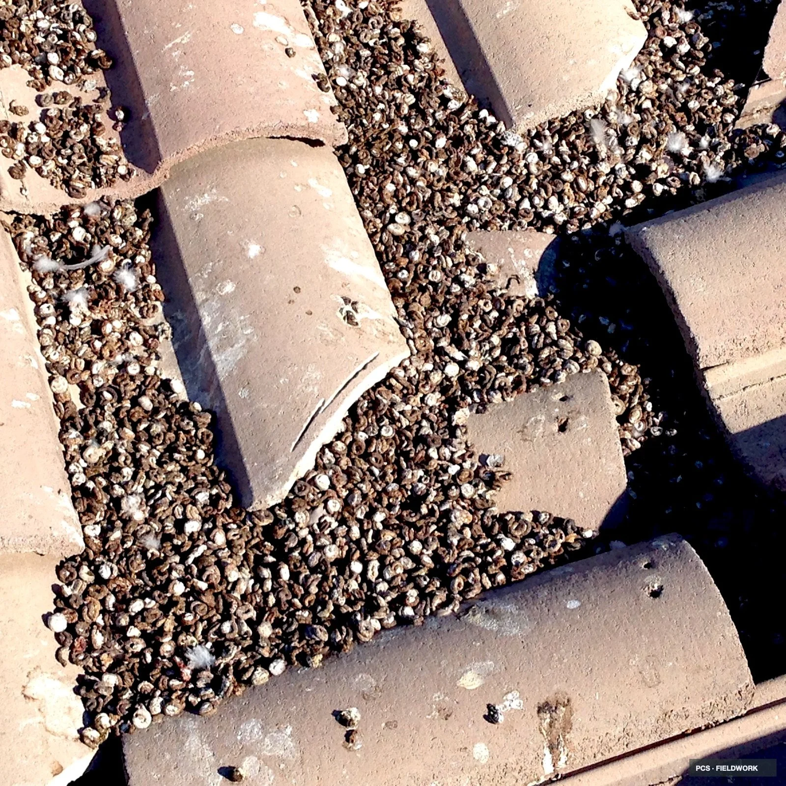 Close-up of a construction site with bricks and a large number of barnacles, with a shadow cast over part of the bricks.
