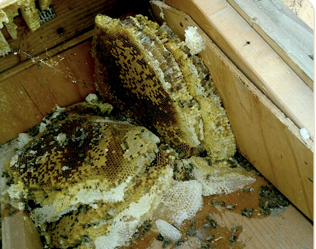 BEE & HIVE