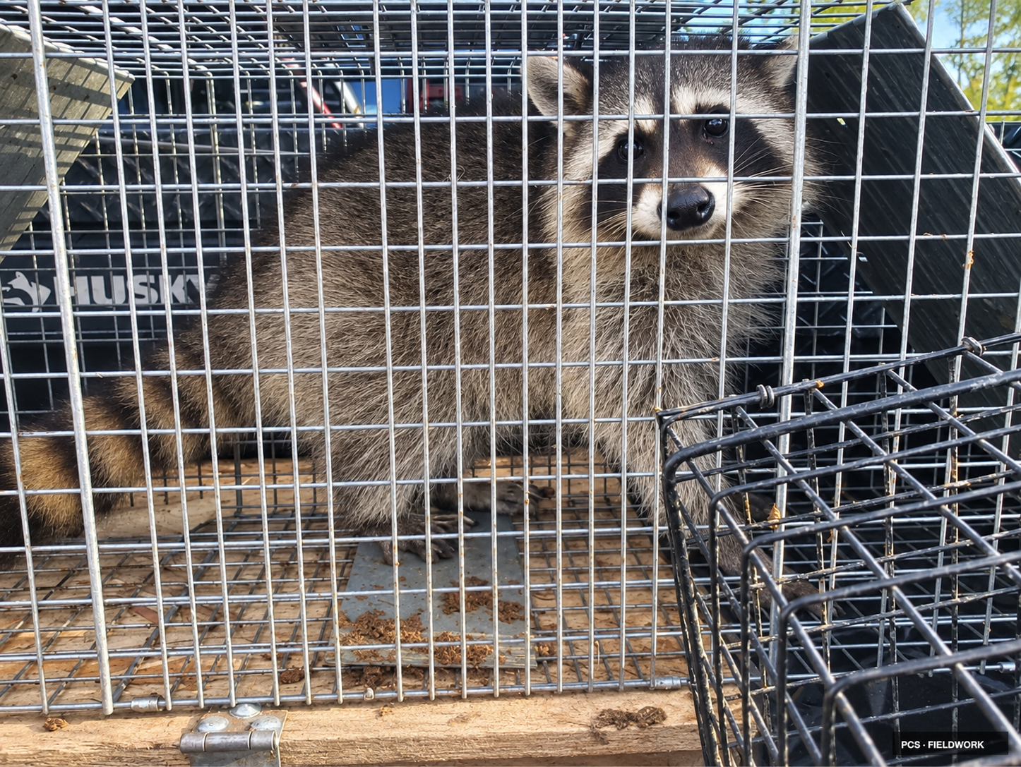 restored-03-raccoon-portrait.png