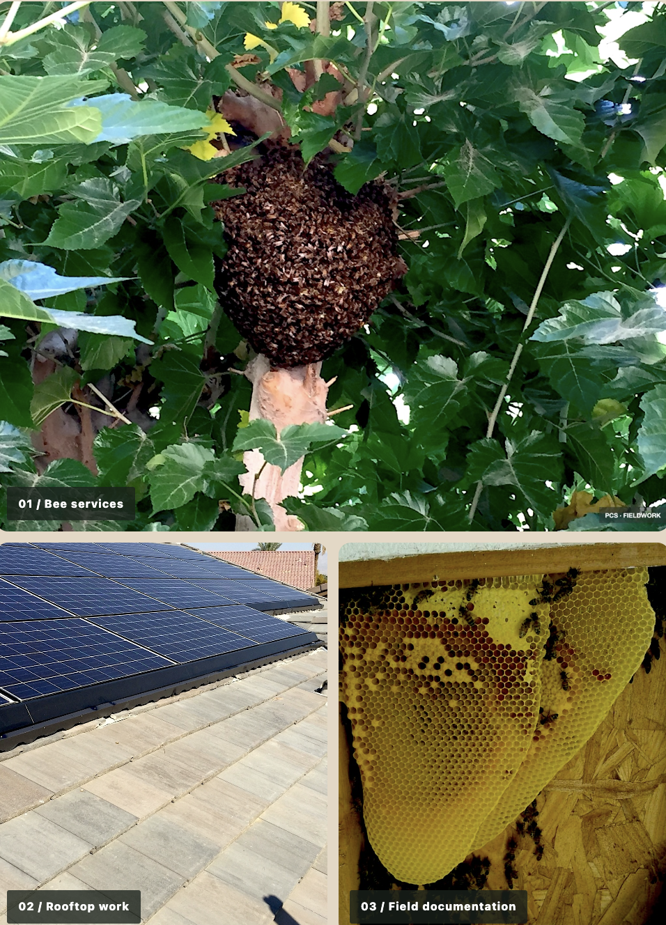 A bee hive hanging from a tree surrounded by green leaves, solar panels installed on a rooftop, and a close-up of a honeycomb with bees working on it.