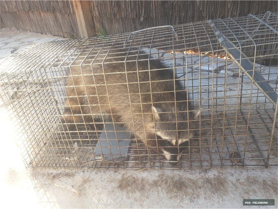 A raccoon inside a wire animal trap on a concrete surface, with a wooden fence in the background.