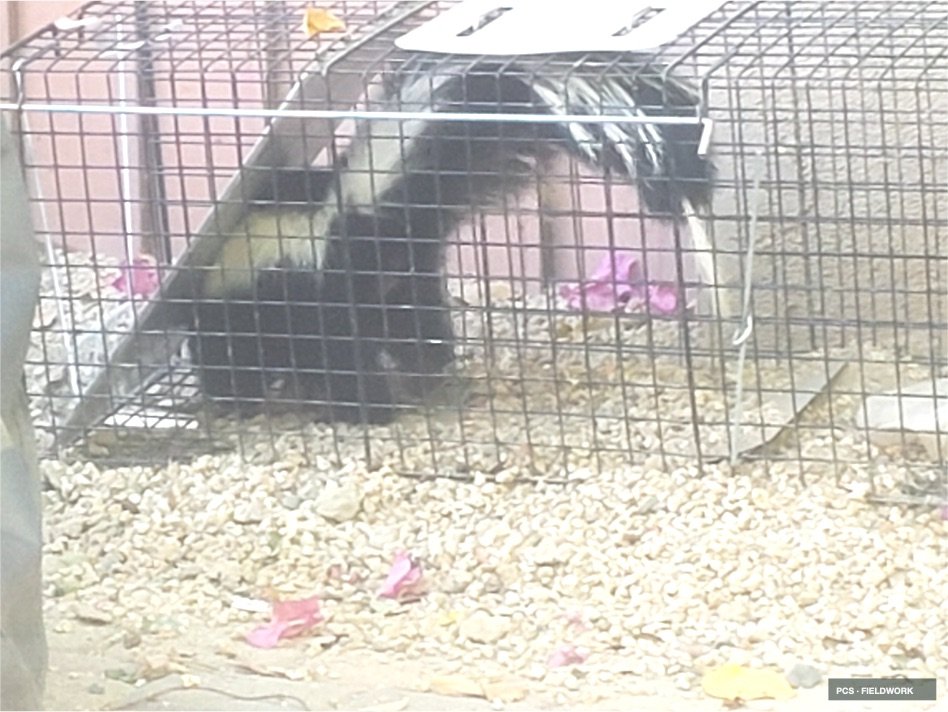 A black rabbit inside a wire cage with a pink bow and bedding material.