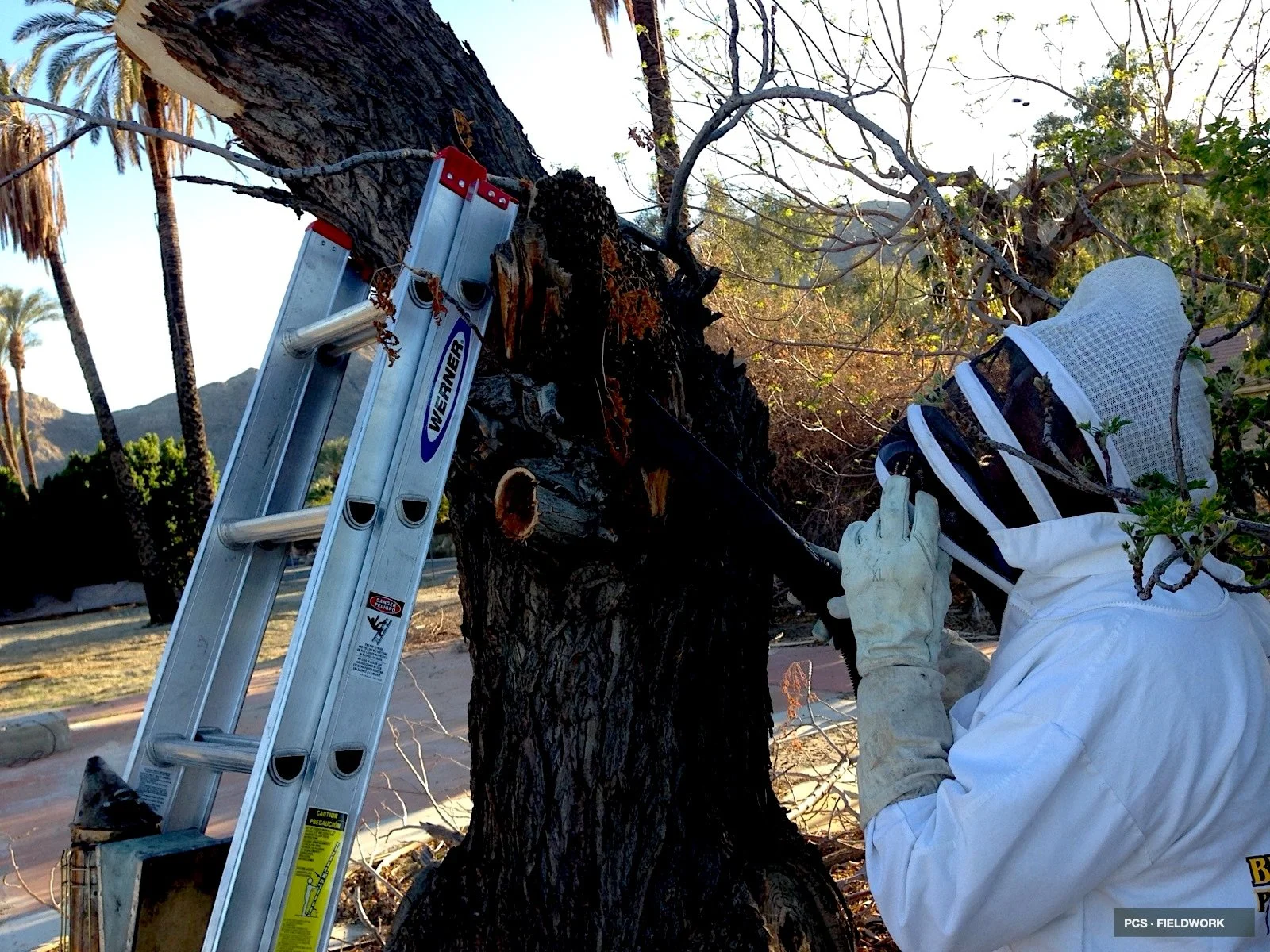 A person wearing white protective gear and gloves is trimming a large tree with a chainsaw, with a tall aluminum ladder leaning against the tree. The scene takes place outdoors, with palm trees and mountains visible in the background.