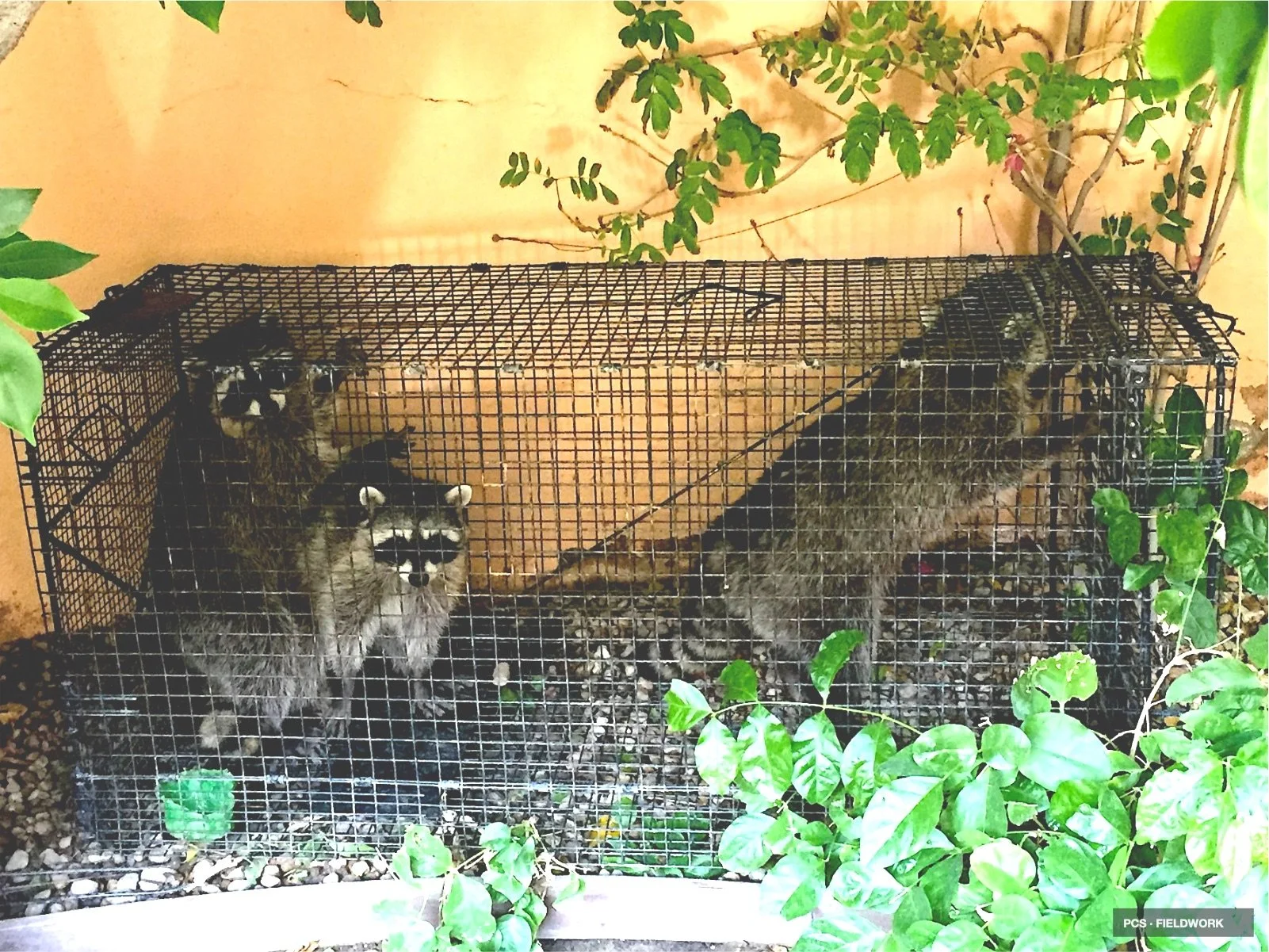 A small animal enclosure with two raccoons inside, surrounded by green plants and a yellow wall in the background.