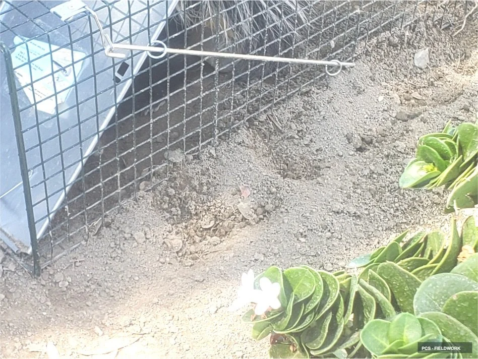 A small animal, likely a bunny, partially buried in dirt near a vegetable garden and wire fence.