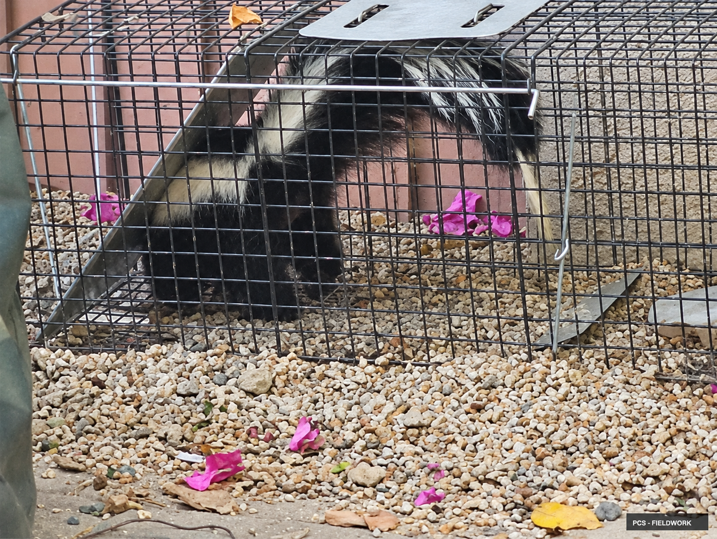 restored-04-skunk-gravel.png