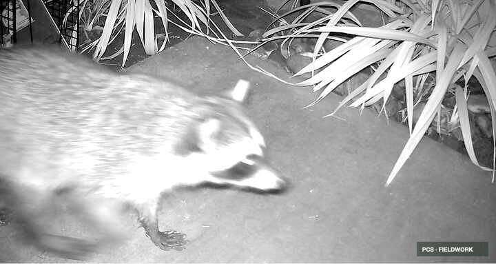 A raccoon sniffing on the ground near plants, captured in black and white by a trail camera.