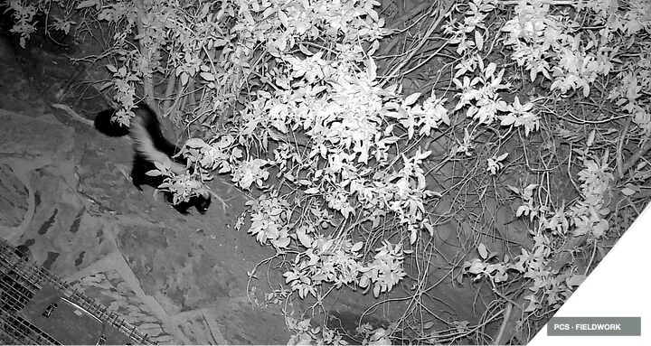Black and white photo of a lemur on a rock wall, with dense foliage and vines above.