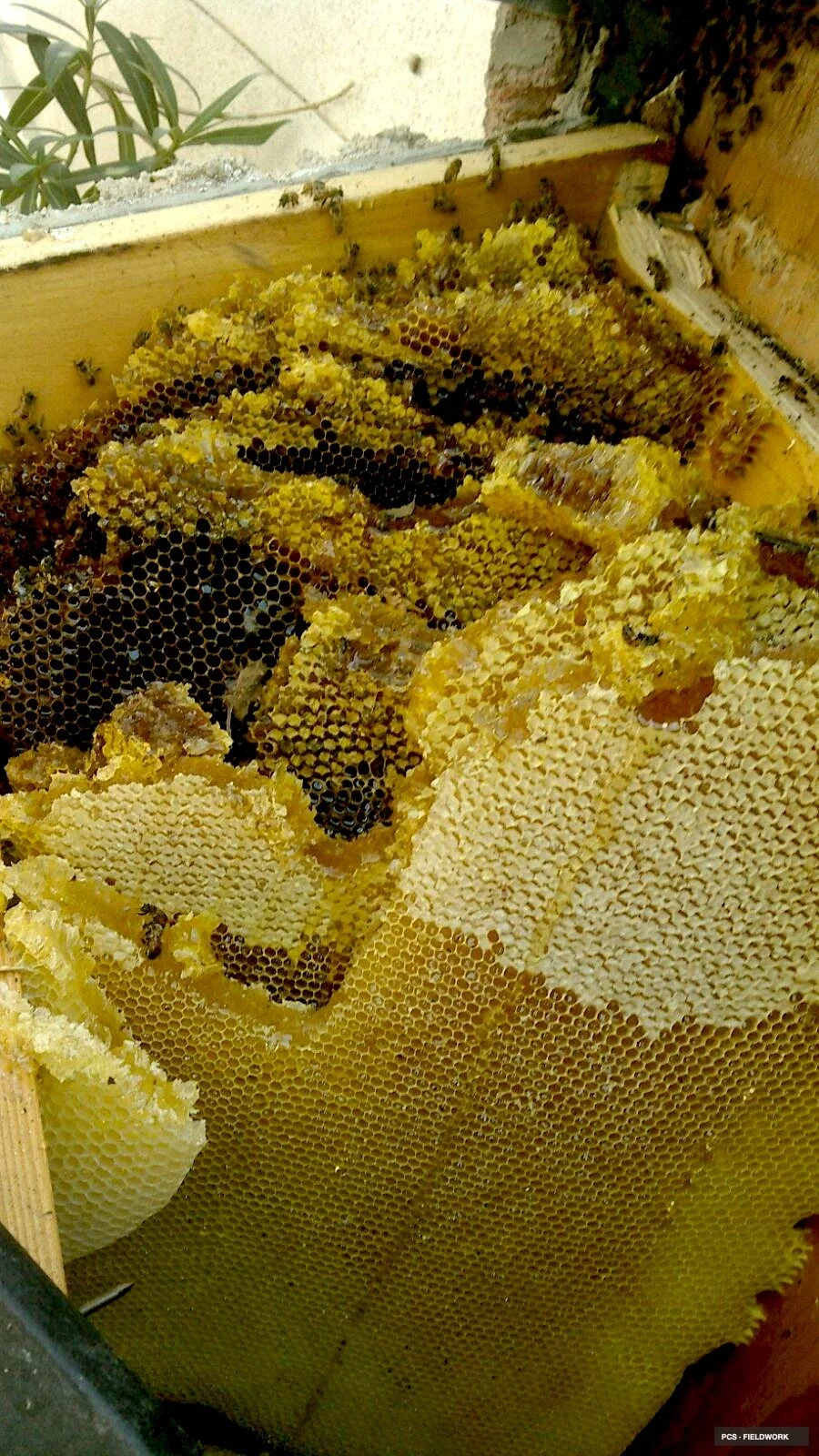 Close-up of honeycomb frames inside a beehive, showing bees on the honeycomb cells.