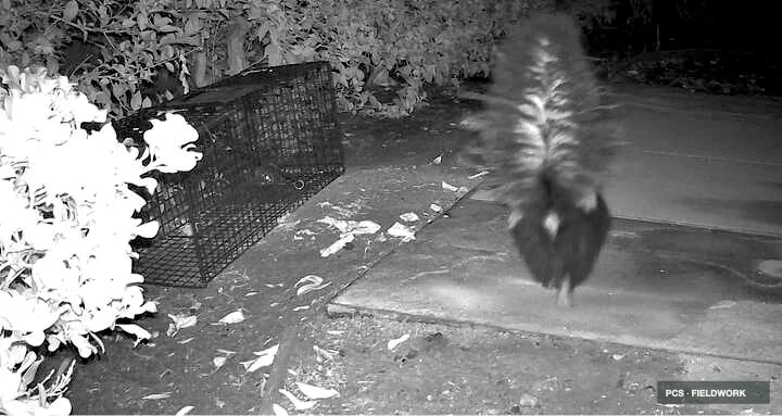 A raccoon walking on a concrete sidewalk near a chewed-up trash bin and some leaves in a yard at night.