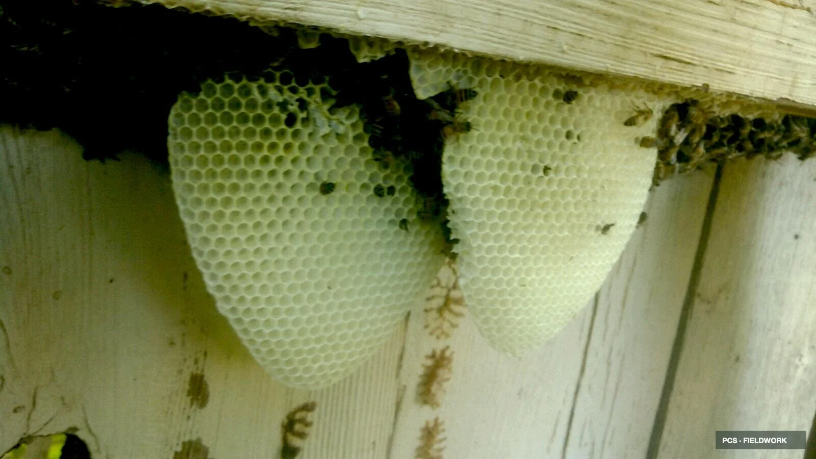 Honeycomb with bees inside and bees on the hive