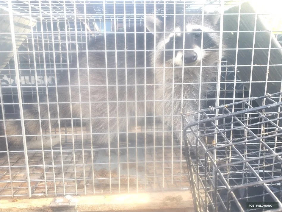 A raccoon inside a wire cage at an outdoor setting.