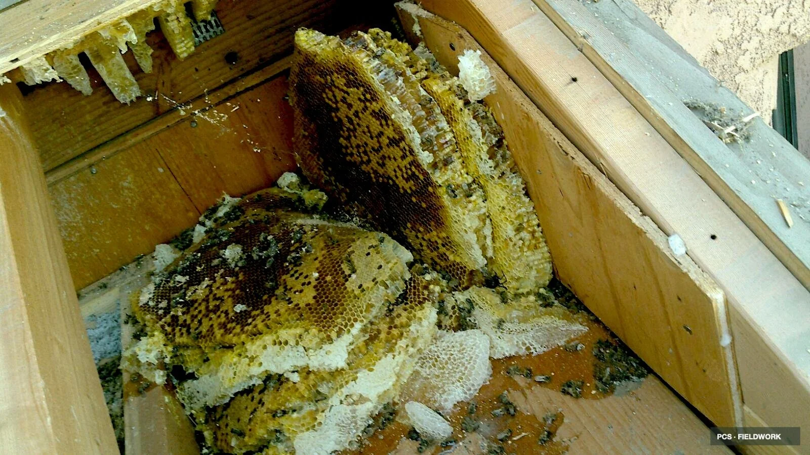 Close-up of a honeycomb frame inside a beekeeping box with bees on the honeycomb and some honeycomb pieces scattered.