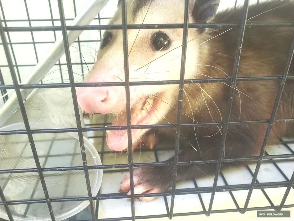 A ferret inside a cage, looking through the metal bars with a pink nose, smiling with visible teeth, and a water dish nearby.