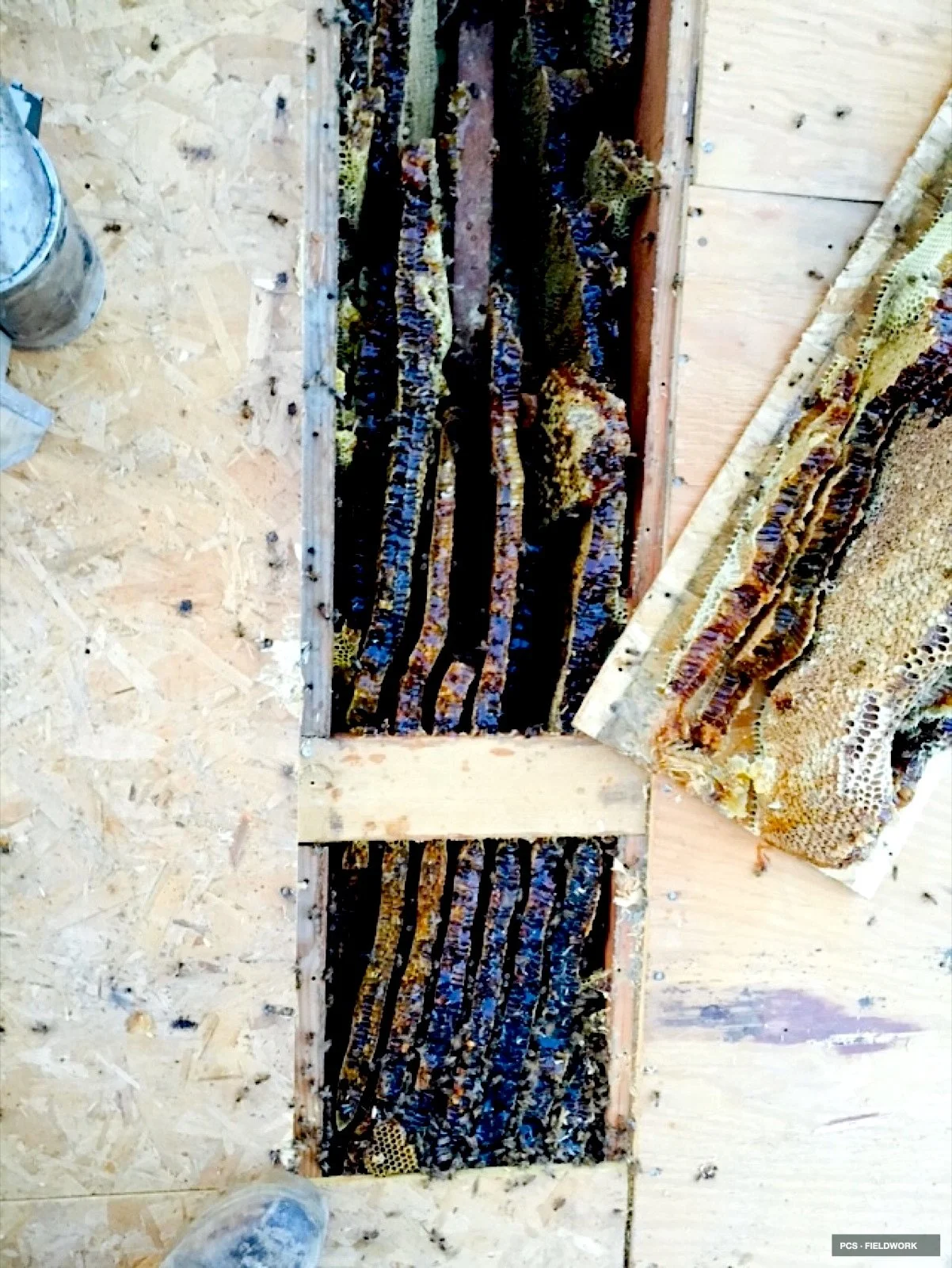 Close-up of honeycomb frames inside a beekeeping hive, showing bees on the combs.