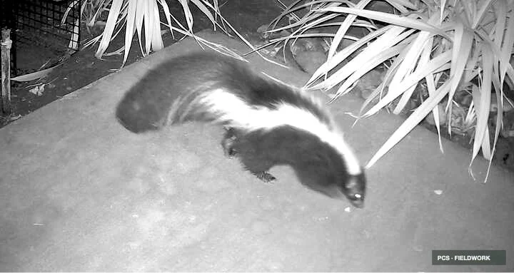 A black and white skunk in a garden area with plants and dirt.