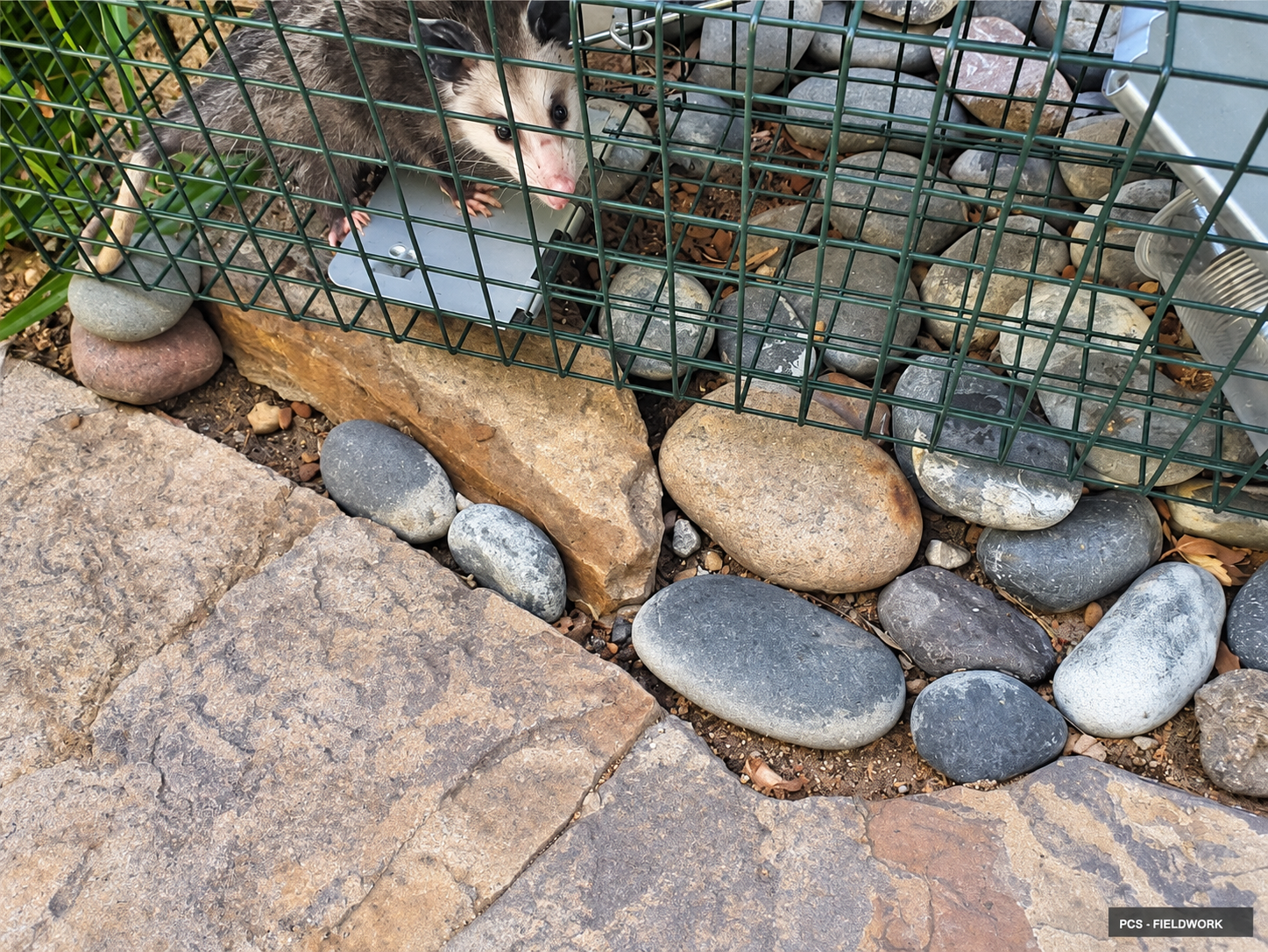 restored-01-opossum-garden.png