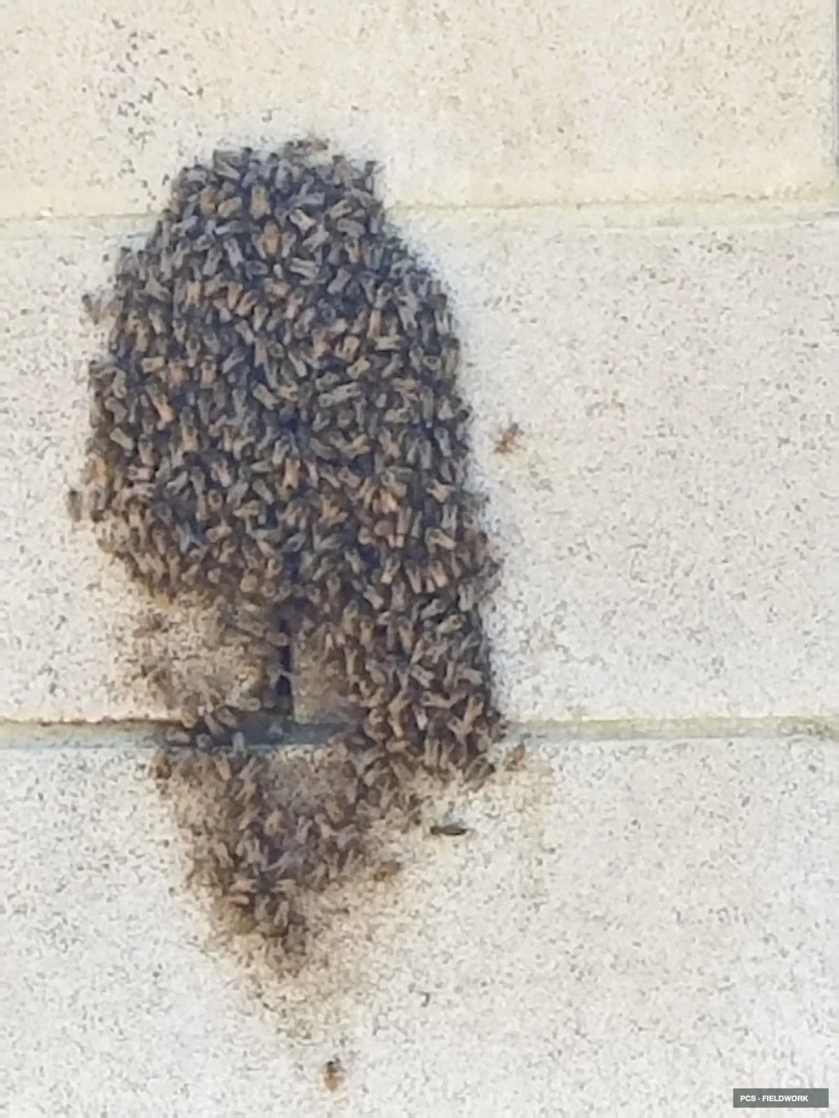 A cluster of bees on a beige wooden wall.