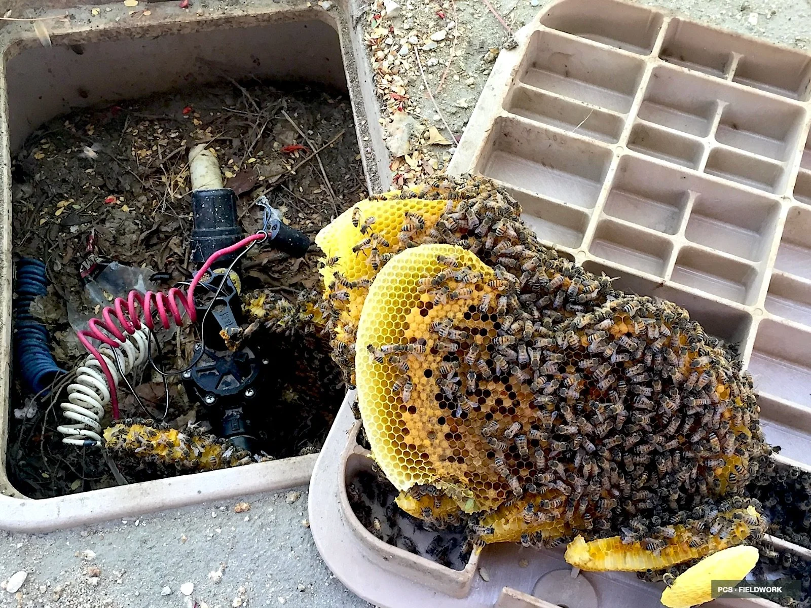 A bee hive with numerous bees on honeycombs, placed next to used electrical wiring and components inside a plastic container. The honeycombs are yellow and partially covered with bees, and there are empty compartments on a plastic organizer nearby.