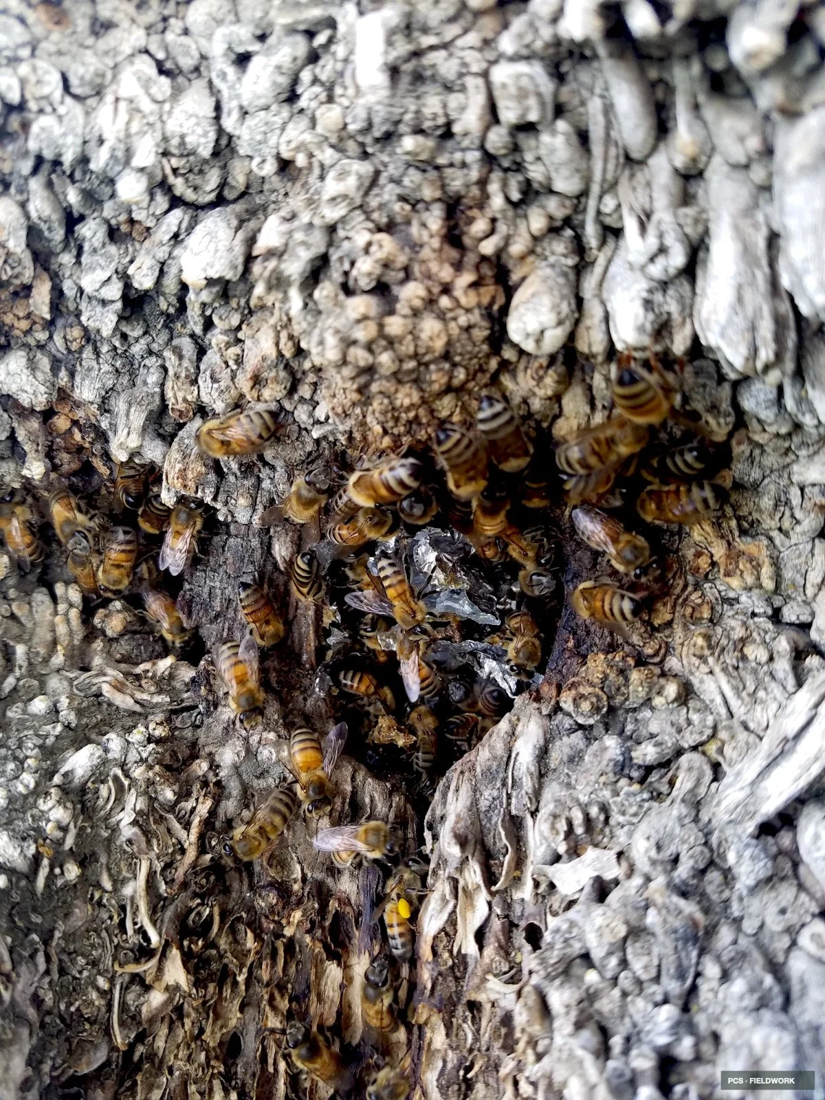 Close-up of a bee hive entrance with many bees entering and exiting through a small opening in a tree trunk.
