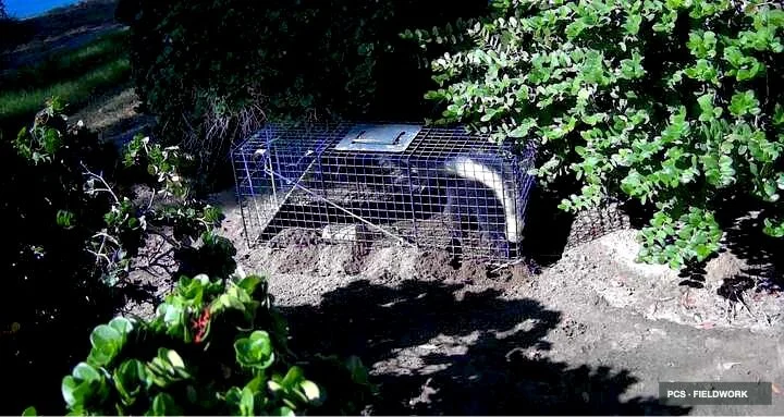 Small animal trap with wire mesh, placed on dirt ground among bushes, likely set for capturing wildlife.