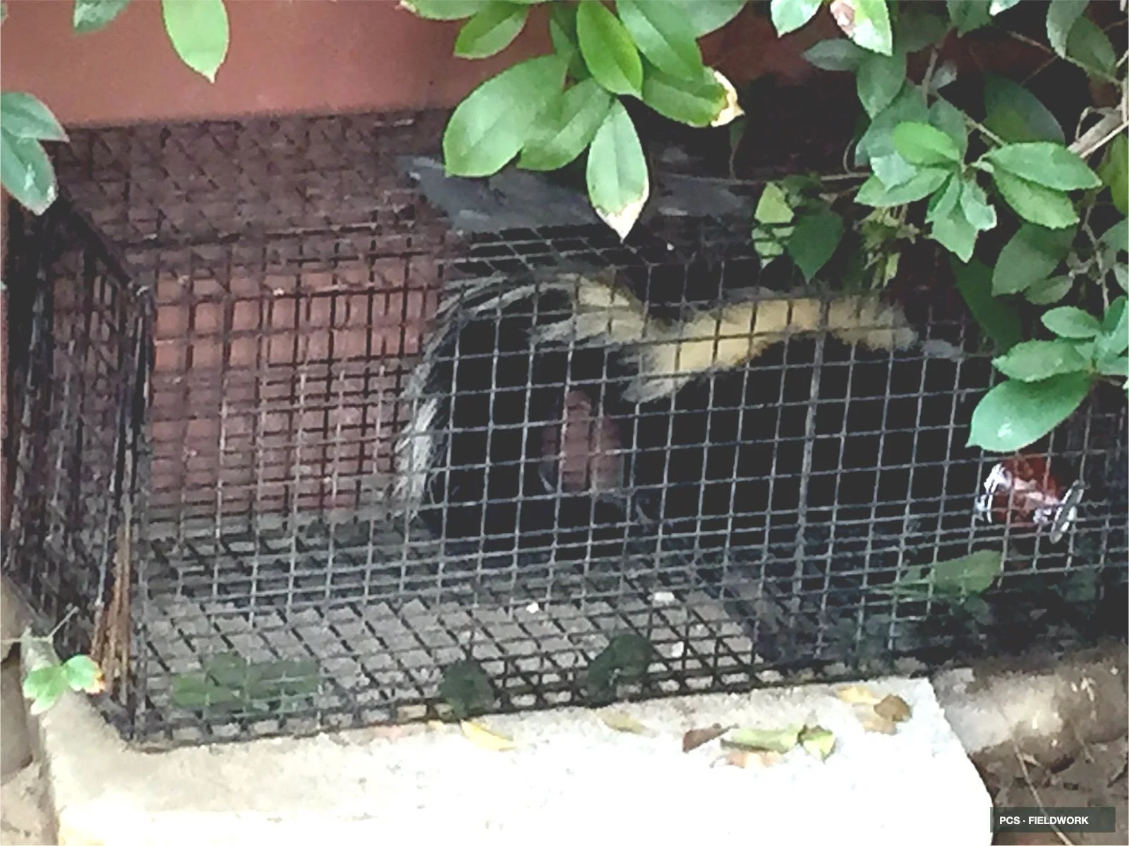 A bird caught in a small wire cage, surrounded by green leaves and plants.